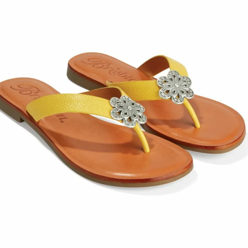 Brighton Aster Flower Thongs Outlet